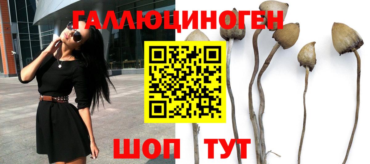 Галлюциногенные грибы GOLDEN TEACHER  Галлюциногенные грибы Cubensis  Видное 